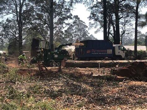 toowoomba tree removal|DJ Tree Services.